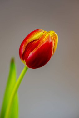 Arka planda bulanık yeşil yaprakları olan kırmızı bir lale çiçeğinin yakın plan fotoğrafı. 