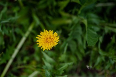 Bulanık karahindiba yeşil arka planda tek bir sarı karahindiba çiçeğine yakın plan