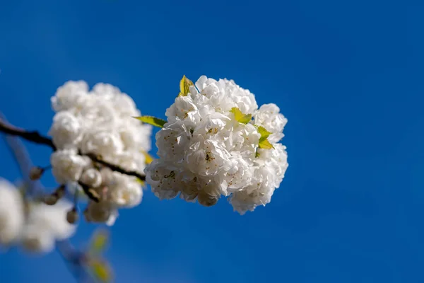 Egy Ágának Közelsége Fehér Virágokkal Kék Felé — Stock Fotó