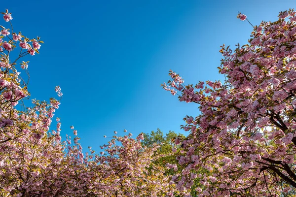 Rózsaszín Virágzik Egy Napfényes Tavaszi Napon Szemben Kék — Stock Fotó