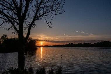 Hamburger güvercininde gün batımı ön planda bir ağacın siluetiyle