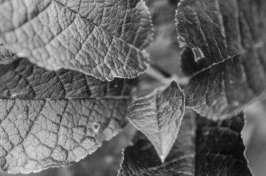 Siyah beyaz bir çalılıktan birkaç yaprak yakın çekim