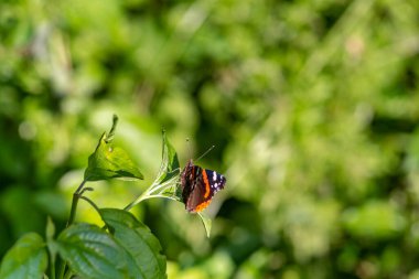 Amiral (Vanessa atalanta) familyasından bir kelebek, bulanık yeşil arka planda bir yaprağın üzerinde oturur.