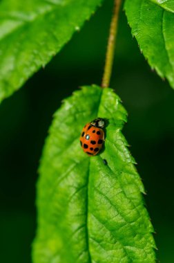 Yeşil yapraklı uğur böceğinin yakın çekimi