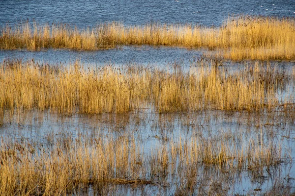 Flusslandschaft Hamburg Der Elbe Mit Getrocknetem Schilf — Stockfoto