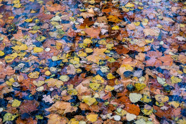 Színes Őszi Levelek Vízben Tükröződéssel — Stock Fotó