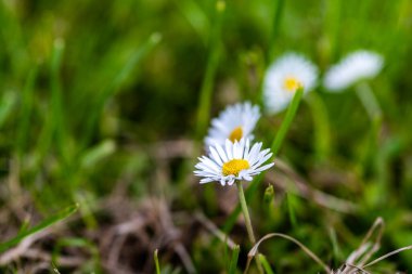 Çayırdaki dört papatyaya yakın çekim, ön papatyaya odaklanma ve bulanık bir arka plan.