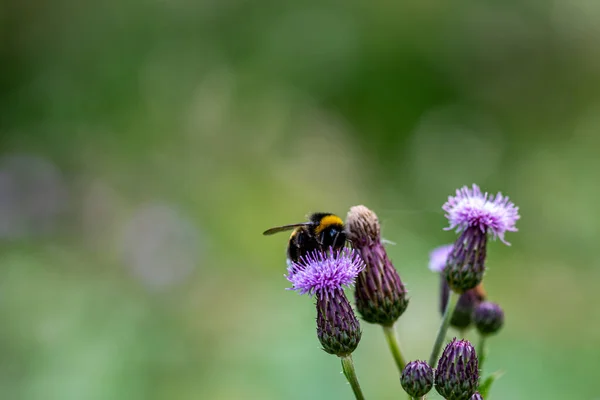 Close Bumblebee Bombus Purple Flower Spear Thistle Cirsium Blurred Background — 스톡 사진