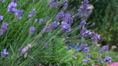 purple lavender in the garden with a bumblebee