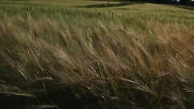 Yazın bir mısır tarlasına yakın rüzgarda hareket ederken