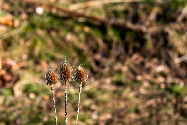 Three Dried Thistles Blurred Background — Stock Photo, Image