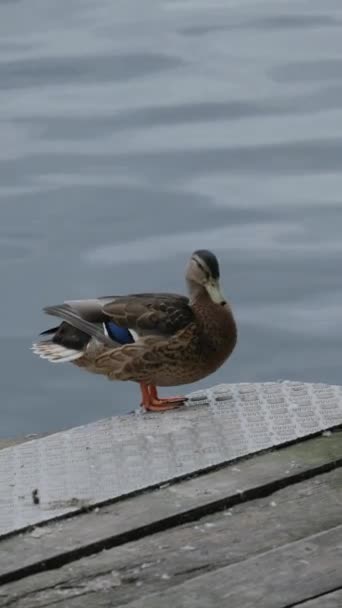 Duck Stands Jetty Defecates Water — Stockvideo