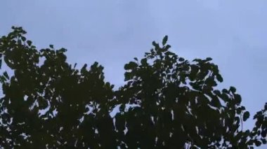 reflection of leaves and branches in the moving water