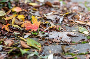 closeup of fall leaves on a road