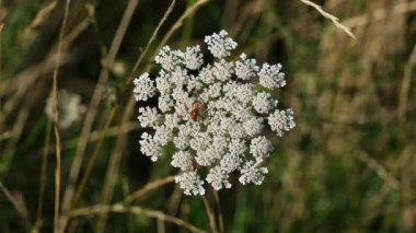 three beetles walking around on a large white flower