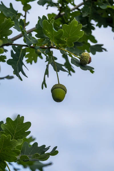 branches and leaves of an oak tree against a blue sky with the focus on a central single acorn