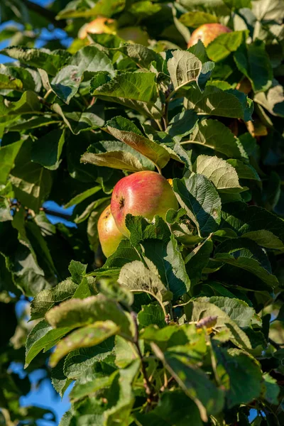 a branch from an apple tree with green leaves and red and green apples