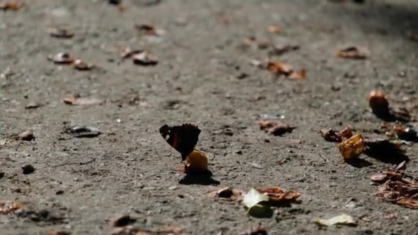 Подсветка Бабочка Ест Мирабель Лежит Земле — стоковое видео