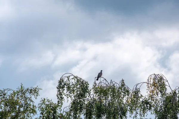 Single Dove Perches Treetop Dramatic Sky — Stock Photo, Image