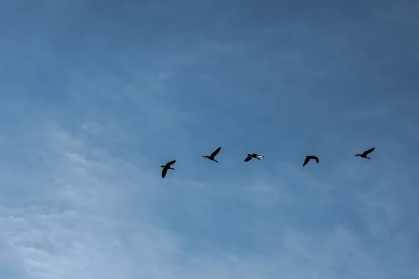 Fünf Gänse Fliegen Den Sommerhimmel — Stockfoto