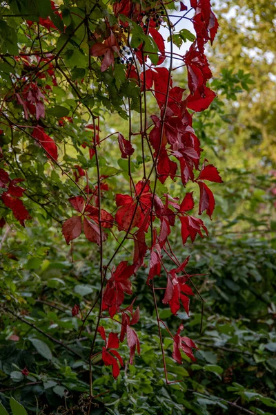 Vörös Őszi Levelek Előtt Elmosódott Zöld Levelek — Stock Fotó
