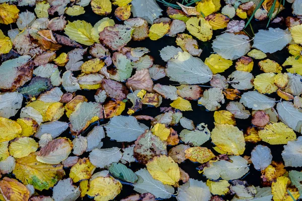Sárga Őszi Levelek Fekszenek Vízben — Stock Fotó