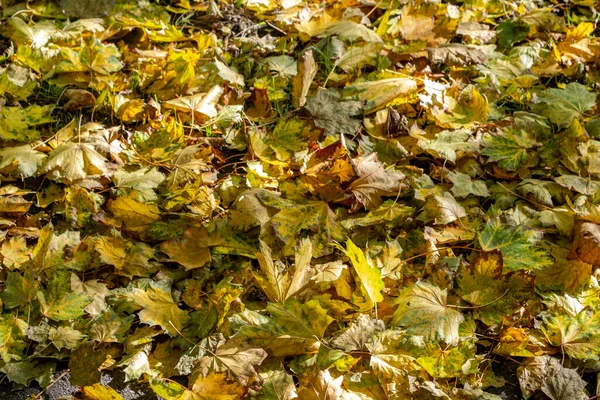 Sárga Zöld Őszi Levelek Napfényben — Stock Fotó