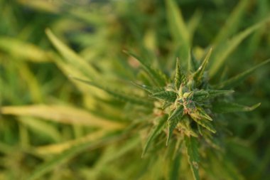Marihuana bitkisinin yatay ekran görüntüsü, seçici odak ve kopyalama alanı