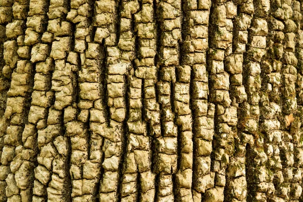 Tree Trunk Background Natural Pattern Concept Copy Space — Stock Photo, Image