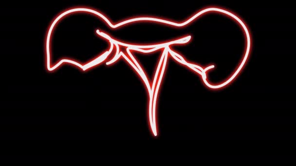 Neon animation of self-drawing of the women's reproductive organs. — Vídeos de Stock