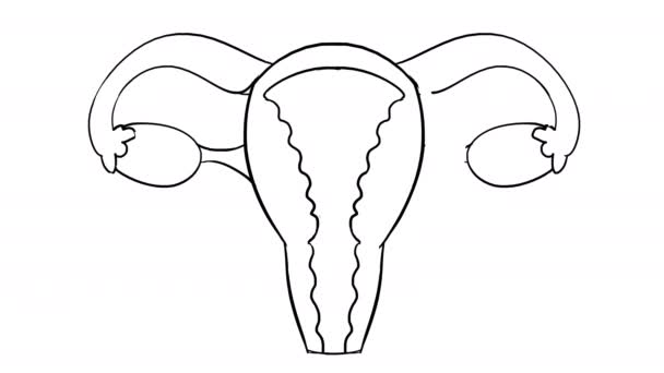 Self-drawing of the uterus in sketch style — Vídeo de Stock