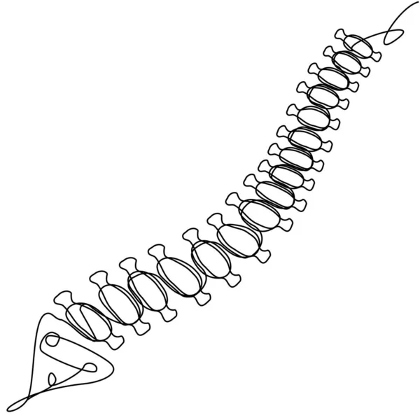 Ludzki Kręgosłup Jednej Linii Białym Tle Zdjęcie Medyczne Kości Formacie — Wektor stockowy