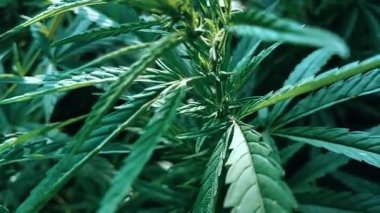 Hemp bush with seeds. Narcotic cannabis plant with select focus and blurring. Narcotic cannabis plant. Stock video in full HD.