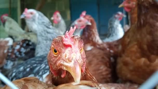Tavuk Kümesindeki Ağın Arkasındaki Evcil Tavuklar Çiftliğin Tam Görüntülerini Yükle — Stok video