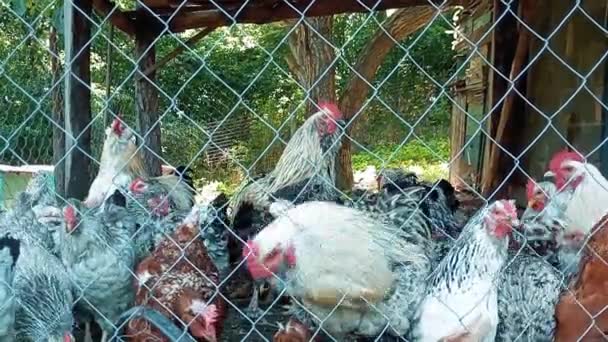 Video Domestic Chickens Roosters Net Stock Clip Home Farming Full — Stock video
