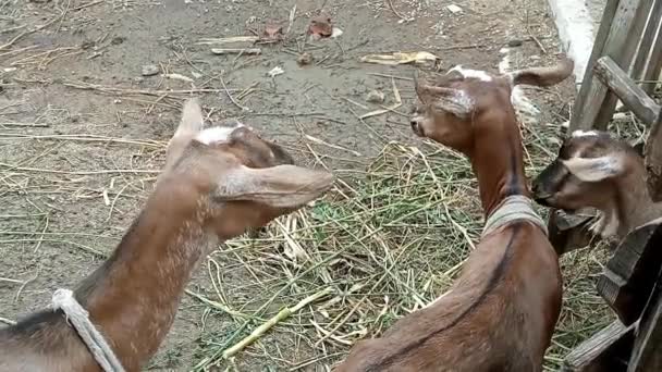 Three Nubian Goats Eat Cucumbers Human Hands Stock Video Goat — Videoclip de stoc