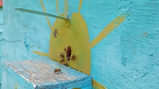 Arıların Bal Çıkarma Videosu Tam Teşekküllü Bir Arısı — Stok video