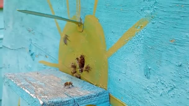 Video Honey Extraction Bees Home Apiary Full — Stockvideo