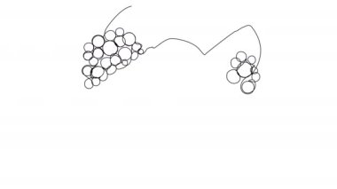 Self-drawing of a bottle of wine and a groan of grapes in one line on a white screen. Stock cartoon video with alcohol in 4k with alpha channel. Whiteboard presentation about winemaking in color.