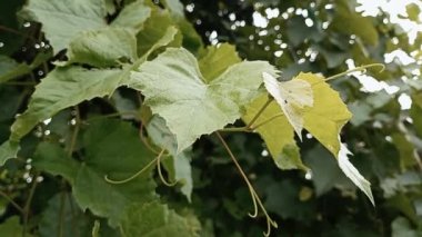Video of a vine on a grape plantation. Stock clip with the concept of winemaking.