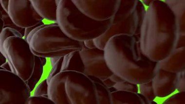 Yeşil ekranda üç boyutlu kahve çekirdeklerini havaya kaldırmak. Kahve çekirdekleri ile video geçişi canlandırıcı içkiler ve özel teklifler için. 60 karede alfa kanallı 4k stok video.