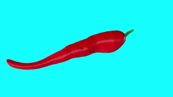Крутящийся Трехмерный Красный Перец Чили Синем Экране Анимация Острого Ингредиента — стоковое видео