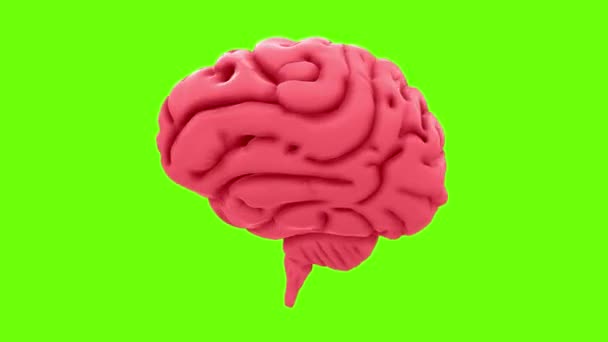 Rotating Human Brain Pink Color Green Screen Concept Mental Activity — Stock Video