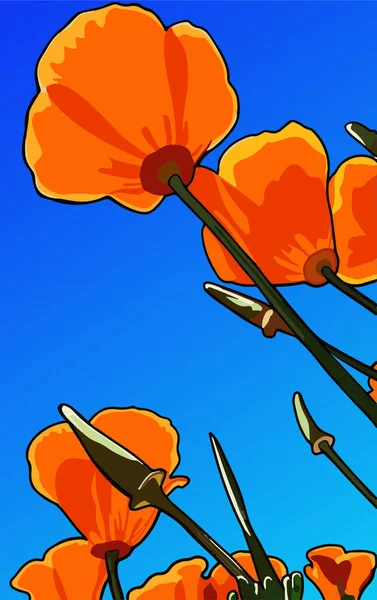 Flower California Poppy Vector Illustration —  Vetores de Stock