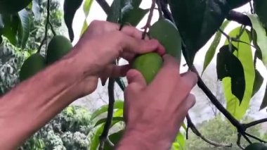 Akşamları Ağaç 'tan Yeşil Mango koparmak. Yaz mevsimi ünlü meyvesi