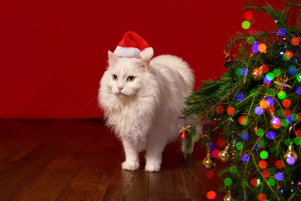 Weihnachten Neujahr Katze Mit Weihnachtsmütze Auf Dem Hintergrund Eines Weihnachtsbaums — Stockfoto
