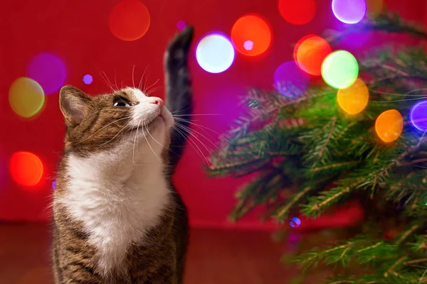 Rolig Katt Husdjur Tittar Färgade Lampor Bokeh Röd Jul Bakgrund — Stockfoto