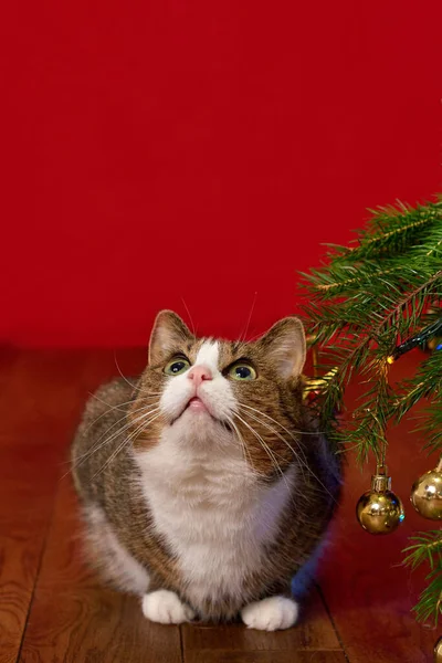 Ładny Kot Siedzi Obok Gałęzi Choinki Jodły Czerwonym Tle Bożego — Zdjęcie stockowe