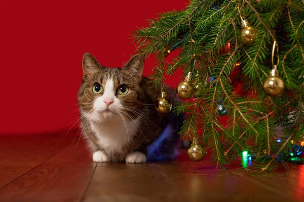 Rolig Sällskapsdjur Katt Kika Från Grenen Julgran Röd Bakgrund — Stockfoto