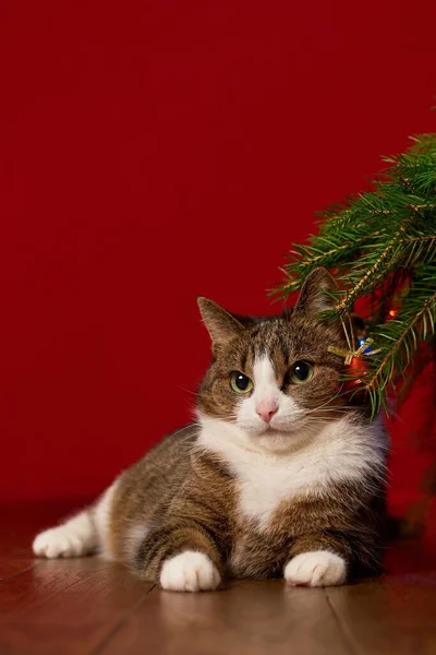 Cute Śmieszne Zwierzę Kot Leży Pod Drzewem Nowego Roku Czerwonym — Zdjęcie stockowe